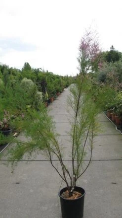 Tamarisk (Tamarix Ramosissima) -OL Planten Winkel 20120821153712 3