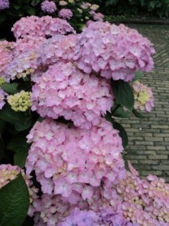 Hortensia (Hydrangea 'Endless Summer' Roze) 8 Hortensia (Hydrangea 'Endless Summer' Roze) -OL Planten Winkel 20120826131346 1 2