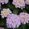 Hortensia (Hydrangea 'Endless Summer' Roze) -OL Planten Winkel 20120826131421 1