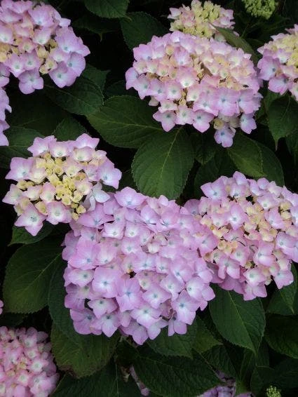 Hortensia (Hydrangea 'Endless Summer' Roze) 3 Hortensia (Hydrangea 'Endless Summer' Roze)