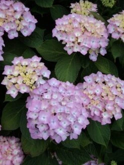 Hortensia (Hydrangea 'Endless Summer' Roze)