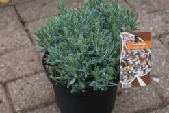 Lavendelheide (Andromeda Polifolia 'Blue Ice') -OL Planten Winkel 20120920104257 1