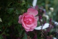 Trosroos (Rosa 'Bonica 82') -OL Planten Winkel 20121002143948 1