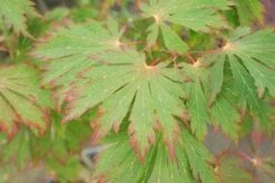 Japanse Esdoorn (Acer Japonicum 'Aconitifolium') -OL Planten Winkel 20121003153607 10 1