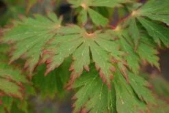 Japanse Esdoorn (Acer Japonicum 'Aconitifolium') -OL Planten Winkel 20121003154202 10