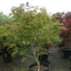 Japanse Esdoorn (Acer Japonicum 'Aconitifolium') -OL Planten Winkel 20121003154259 10
