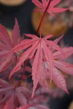 Japanse Esdoorn (Acer Palmatum 'Bloodgood') -OL Planten Winkel 20121003154404 12 1