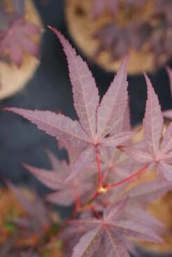 Japanse Esdoorn (Acer Palmatum 'Bloodgood') -OL Planten Winkel 20121003154430 12