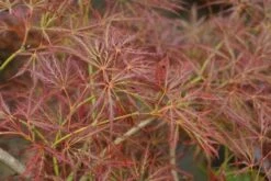 Japanse Esdoorn (Acer Palmatum 'Ornatum') -OL Planten Winkel 20121003155024 10 1