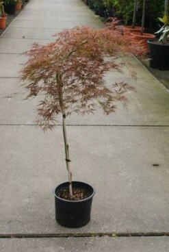 Japanse Esdoorn (Acer Palmatum 'Ornatum') -OL Planten Winkel 20121003155047 10