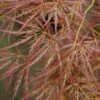 Japanse Esdoorn (Acer Palmatum 'Ornatum') -OL Planten Winkel 20121003155109 10 1