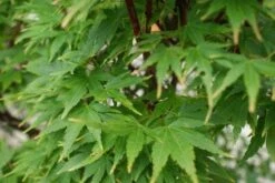 Japanse Esdoorn (Acer Palmatum 'Sangokaku') -OL Planten Winkel 20121003155550 9