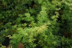 Japanse Esdoorn (Acer Palmatum 'Seiryu') -OL Planten Winkel 20121003155629 6