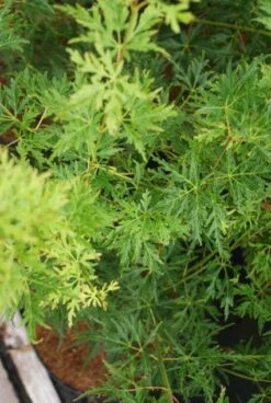 Japanse Esdoorn (Acer Palmatum 'Seiryu') -OL Planten Winkel 20121003155652 6