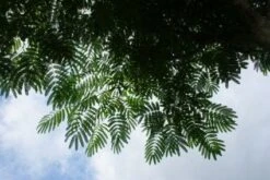 Perzische Slaapboom Als Struik (Albizia Julibrissin 'Ombrella') -OL Planten Winkel 20121003160650 4