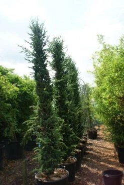 Zuilvormige Ceder (Cedrus Libani 'Fastigiata') -OL Planten Winkel 20121003161759 10 1