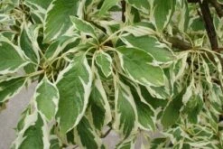 Reuzenkornoelje (Cornus Controversa 'Variegata') -OL Planten Winkel 20121003162215 7