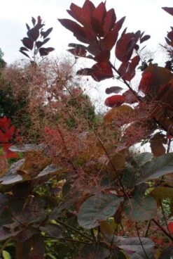 Pruikenboom (Cotinus 'Grace') -OL Planten Winkel 20121003162407 3