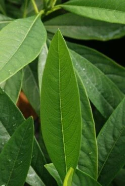 Papierstruik (Edgeworthia Chrysantha) -OL Planten Winkel 20121003163456 3
