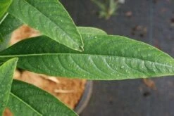 Papierstruik (Edgeworthia Chrysantha) -OL Planten Winkel 20121003163514 3