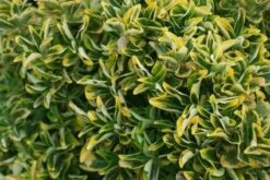 Kardinaalshoed Als Meeneemhaag (Euonymus Japonicus 'Aureus) -OL Planten Winkel 20121003163623 2