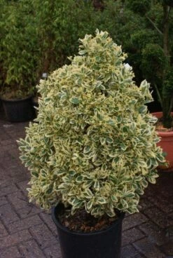 Kardinaalshoed Als Pyramide (Euonymus Japonicus 'Bravo') -OL Planten Winkel 20121003163723 3 2
