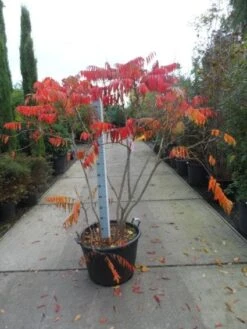 Fluweelboom, Struik (Rhus Typhina 'Dissecta' (Laciniata)) -OL Planten Winkel 20121012085552 5