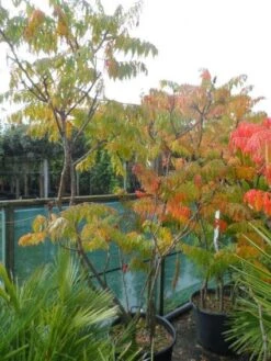 Fluweelboom, Struik (Rhus Typhina 'Dissecta' (Laciniata)) -OL Planten Winkel 20121012085607 5