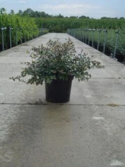 Abelia (Abelia Grandiflora) -OL Planten Winkel 20121012121134 9