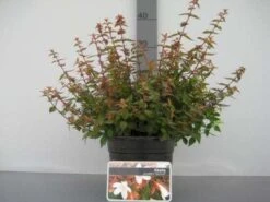 Abelia (Abelia Grandiflora 'Sherwood') 14 Abelia (Abelia Grandiflora 'Sherwood') -OL Planten Winkel 20121016143037 2