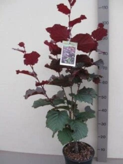 Rode Hazelaar (Corylus Maxima 'Purpurea') -OL Planten Winkel 20121016144457 20 10 10