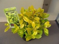 Escallonia (Escallonia 'Gold Ellen') -OL Planten Winkel 20121016144815 1