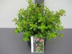 Escallonia (Escallonia 'Red Dream') -OL Planten Winkel 20121016145056 3 1