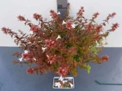 Abelia (Abelia Grandiflora 'Sherwood') -OL Planten Winkel 20121017125907 2 1