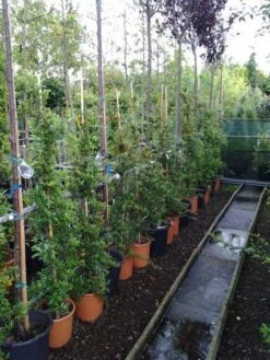 Vuurdoorn (Pyracantha 'Soleil D'Or') -OL Planten Winkel 20121017141100 4