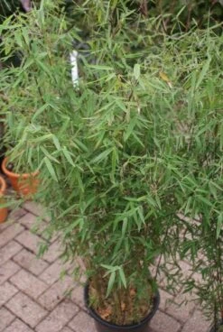 Niet Woekerende Bamboe (Fargesia 'Jiuzhaigou') -OL Planten Winkel 20121113150728 4