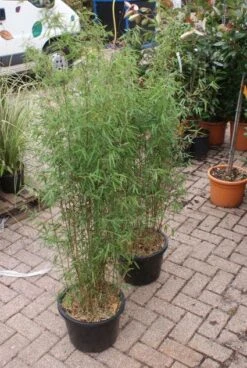 Niet Woekerende Bamboe (Fargesia 'Jiuzhaigou') -OL Planten Winkel 20121113150857 4