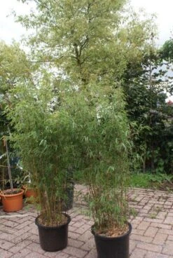 Niet Woekerende Bamboe (Fargesia 'Jiuzhaigou') -OL Planten Winkel 20121113150912 4
