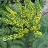 Mahoniestruik (Mahonia Media 'Charity') -OL Planten Winkel 20121121145708 3 1