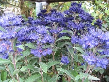 Caryopteris (Caryopteris Clandonensis 'Grand Blue') 4 Caryopteris (Caryopteris Clandonensis 'Grand Blue') - Afbeelding 2