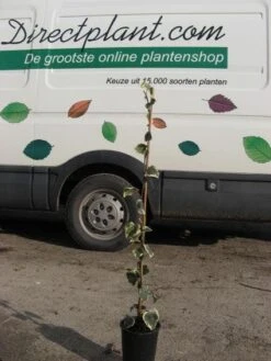 Kaukasische Klimop (Hedera Colchica 'Dentata Variegata') -OL Planten Winkel 20121121150304 6