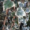 Kaukasische Klimop (Hedera Colchica 'Dentata Variegata') -OL Planten Winkel 20121121150412 6
