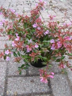 Abelia (Abelia Grandiflora 'Hopleys') -OL Planten Winkel 20121121151117 6 1