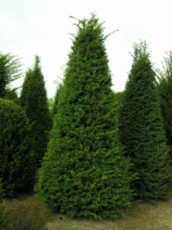 Taxus Als Pyramide (Taxus Baccata) -OL Planten Winkel 20121203113006 5