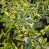 Abelia (Abelia Grandiflora 'Hopleys') -OL Planten Winkel 20121229103544 5 1 1