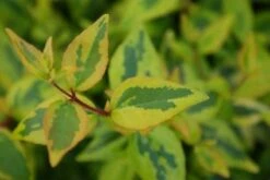 Abelia (Abelia Grandiflora 'Kaleidoscope') -OL Planten Winkel 20121229104320 2