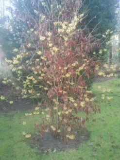 Toverhazelaar (Hamamelis Mollis) -OL Planten Winkel 20130113140034 40 8