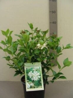 Groenblijvende Sneeuwbal (Viburnum Tinus 'Eve Price') 22 Groenblijvende Sneeuwbal (Viburnum Tinus 'Eve Price') -OL Planten Winkel 20130119172735 50 10 1