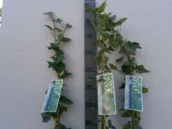 Klimop In Boogvorm (Hedera Hibernica) -OL Planten Winkel 20130120142024 1