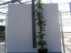 Klimop In Boogvorm (Hedera Hibernica)